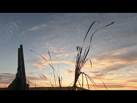 Видео: Ноябрьская охота на утку в Саратове