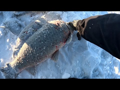Видео: 09.12.23 рыбалка, сазаны рвут хапуги