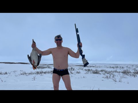 Видео: Охота на гуся в ЗАПОЛЯРЬЕ 2024