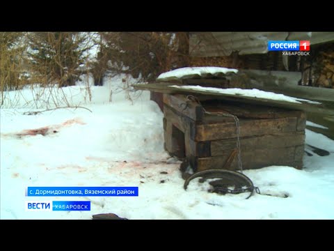 Видео: В Хабаровском крае к людям вышел очередной конфликтный тигр