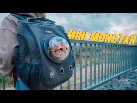 Видео: Рюкзак-переноска для кошек Mini Monstar