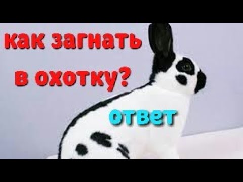 Видео: 100%-й способ привести в охотку крольчиху, если все другие методы не помогают!