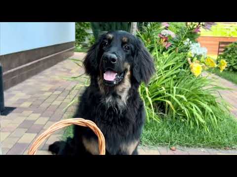 Видео: Я расту, Лисса #hovawart