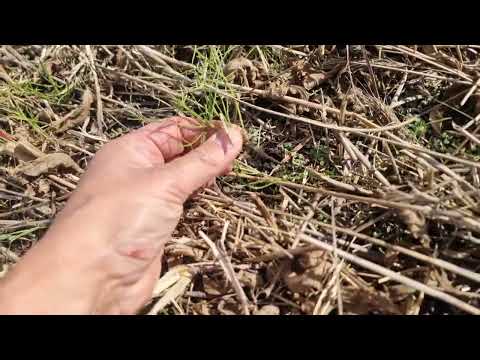 Видео: organic no till soy. Початок 2025р