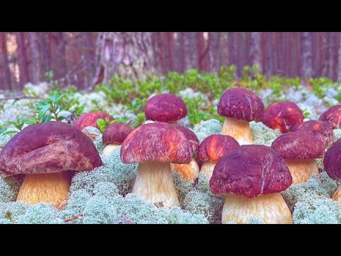 Видео: ГРИБЫ 2025 # ШОК!! белые грибы, ГИГАНТСКИЕ белые грибы! МЕГА! ЛЕС 🌕 СБОР ГРИБОВ