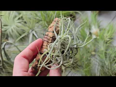 Видео: Поставка тилландсий апрель 2025