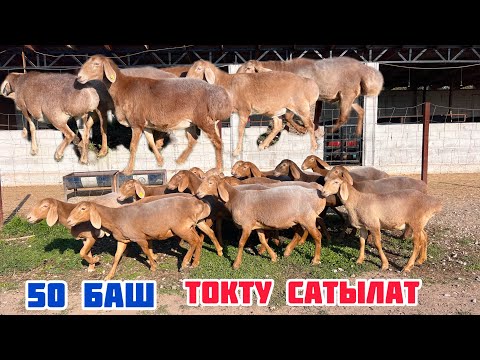 Видео: 50 баш ЖАШ ТОКТУлар сатылат🖐🏻 Кара-Балта