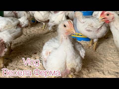 Видео: День з веселою фермою 🌸Переселення бройлерів🐥мамин огород👩🏻‍🌾