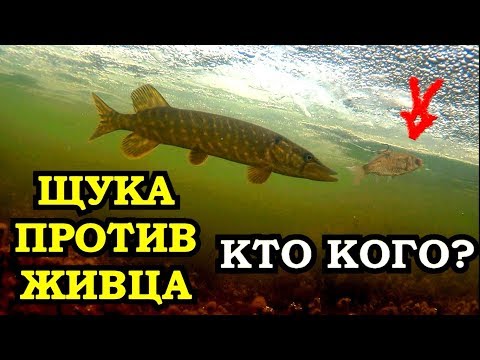 Видео: ЩУКА НА ЖЕРЛИЦЫ/ТАЙНА ХОЛОСТЫХ СРАБОТОК РАСКРЫТА/ПОДВОДНЫЕ СЪЁМКИ