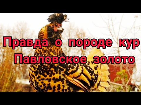 Видео: Куры несушки Правда о породе кур  Павловское золото  breed of Pavlovkiye