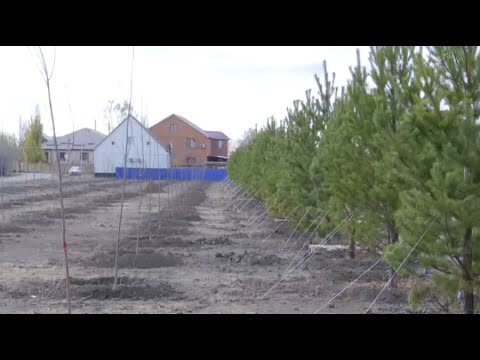 Видео: 2600 деревьев высадили в Атырау