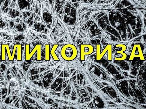 Видео: Микориза. Сотрудничество или захват?