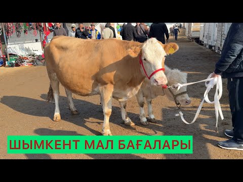 Видео: Сиыр,Бұқа,Тана,Бұзау бағалары.