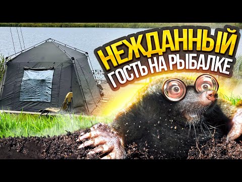 Видео: ЛОВЛЯ КАРПА НА БЛИЖНИХ ДИСТАНЦИЯХ. Тактика осенней ловли на Чемпионате Брянской обл.