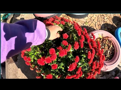 Видео: КРАСКИ ОСЕНИ 🍂 26 октября 2025 год