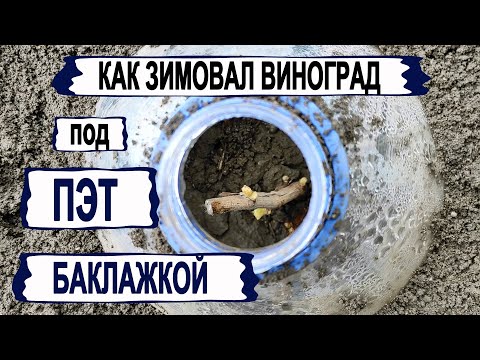 Видео: 🍇 Как зимовал виноград под ПЭТ баклажкой? Сколько саженцев у меня погибло? Привет скептикам.