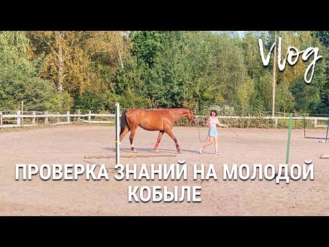 Видео: Проверка знаний на молодой кобыле