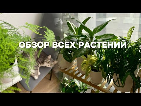 Видео: Обзор всех моих растений 1 часть