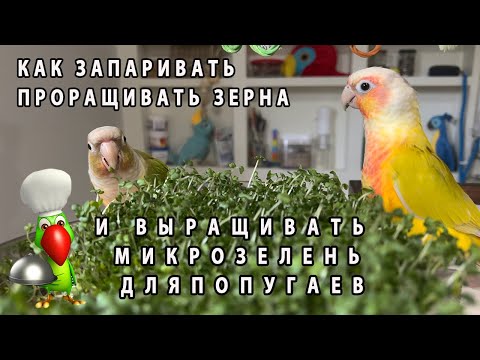 Видео: КАК ЗАПАРИВАТЬ  ПРОРАЩИВАТЬ ЗЕРНА И СЕМЕНА И ВЫРАЩИВАТЬ МИКРОЗЕЛЕНЬ ДЛЯ ПОПУГАЕВ