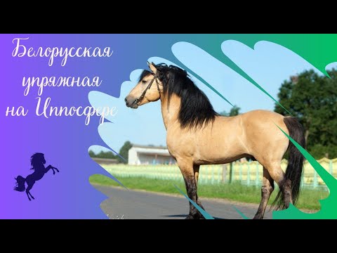 Видео: Атланты конного мира: белорусская упряжная порода на Иппосфере 2021-2024