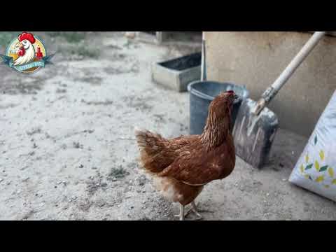 Видео: Кешкі шолу🐓