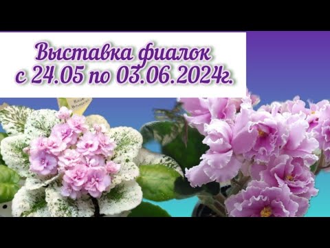 Видео: Выставка фиалок "Здравствуй, лето -2024" в московском Доме ФИАЛКИ #выставкафиалок #домфиалки #violet