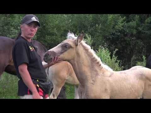 Видео: Какими рождаются вороные и серебристо-вороные жеребята.