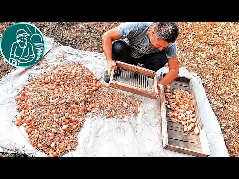 Видео: Эти методы мы применяем 30 лет | Удаление мусора из собранного урожая лука по технологии Гордеевых