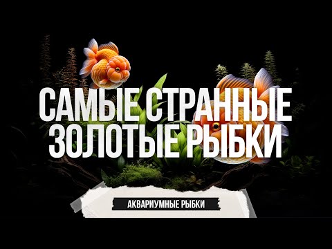 Видео: Самые странные разновидности золотых рыбок