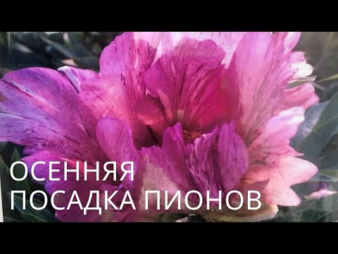 Видео: Осенняя посадка пионов