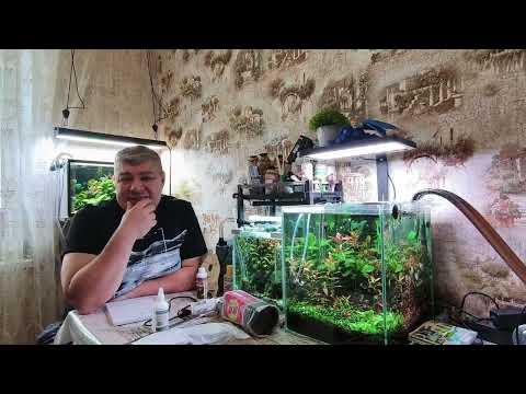 Видео: Акварюмистика «Праздные руки — мастерская дьявола»