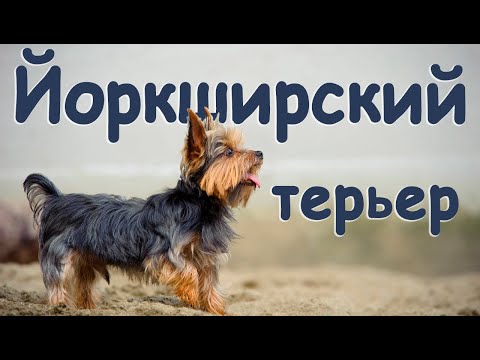 Видео: Все о породе Йоркширский Терьер
