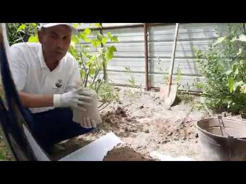 Видео: Топурактын асылдуулугун текшерүү. Анализ үчүн топурак үлгүлөрүн даярдоо.