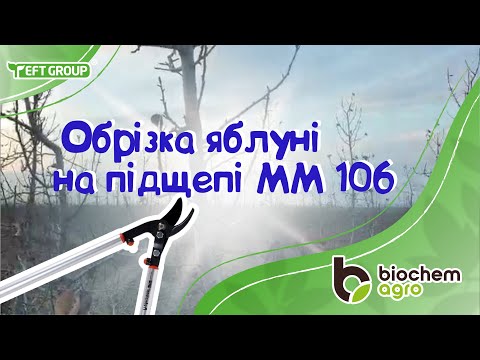 Видео: Обрізка яблуні на підщепі ММ 106