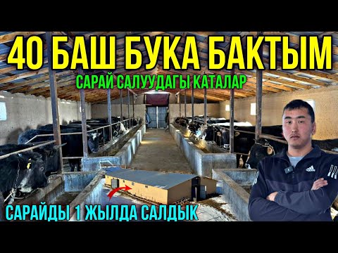 Видео: САРАЙДЫ ЮТУБТАН КӨРҮП САЛДЫМ| ЖАШ ИШКЕР КУБАТ #байтв