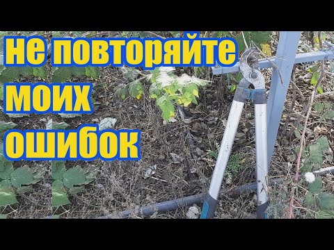 Видео: Схема посадки малины и ежевики