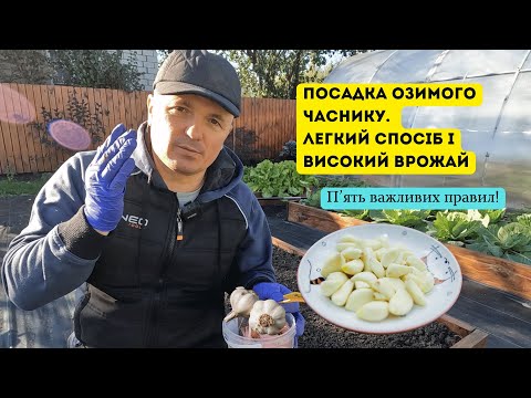 Видео: Саджаємо часник- п'ять кроків для здорового та великого врожаю!