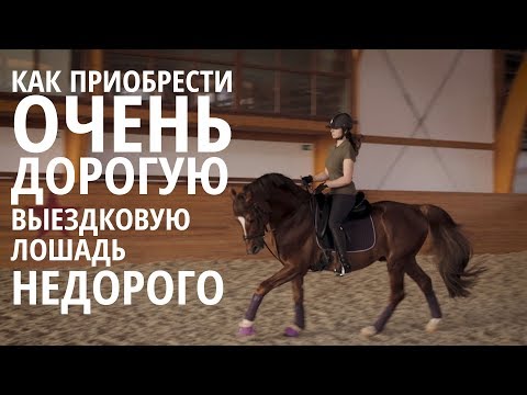 Видео: Как приобрести очень дорогую выездковую лошадь НЕДОРОГО