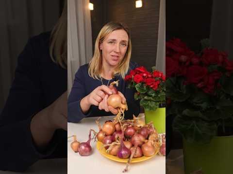 Видео: Лук будет храниться до нового урожая, если сплести его в косу! Как хранить лук
