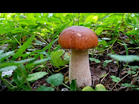 Видео: Лёгкая прогулка по грибным местам. 04.09.2025