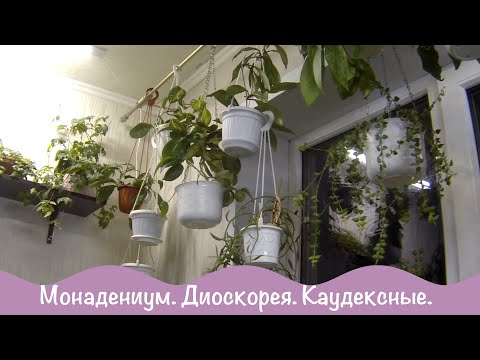 Видео: Цветы дома. Каудексные растения. Диоскорея. Монадениум.