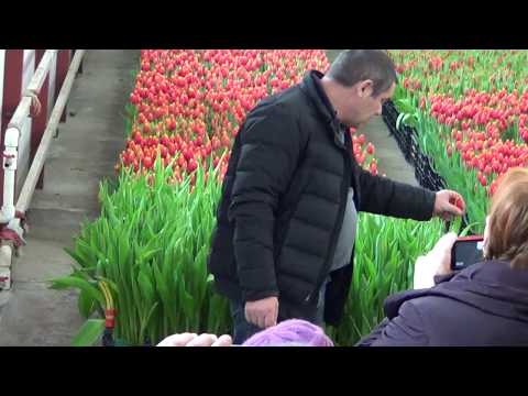 Видео: Выгонка тюльпанов . 19 февраля день открытых дверей ( отрывок )