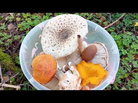 Видео: Покупки в городе🌞заказ  temu❤️за час ведро😲жизнь в селе👍