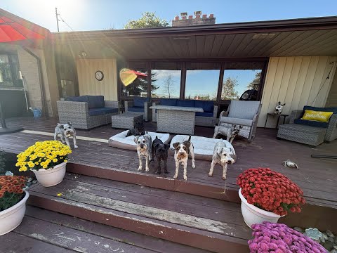 Видео: По делам | Жизнь со шнауцерами