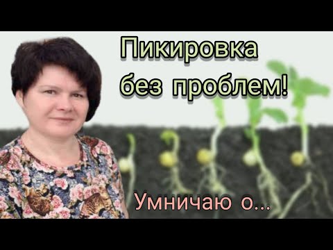 Видео: СЕКРЕТЫ успешной ПИКИРОВКИ. Обзор рассады (1-я декада февраля).