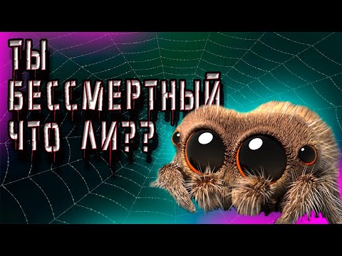 Видео: УБОРКА У НЕРВНЫХ ПАУКОВ!