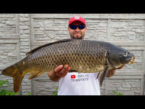 Видео: Поймал монстра. Карп 7 кг на рогатку.