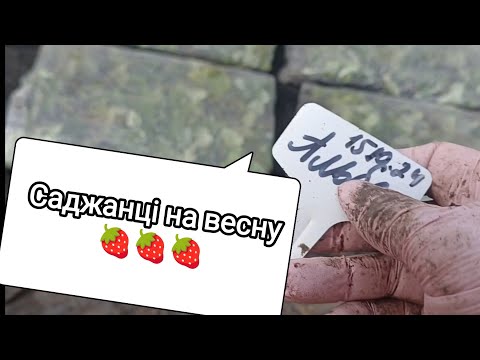 Видео: Готуємо саджанці полуниці на  весну. Хаваємо від дощу осінні 🍓