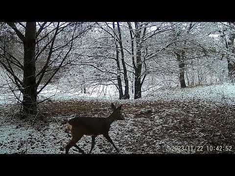 Видео: Фотоловушка Suntek HC-900M. Гродненская область. РБ. (Ноябрь-Декабрь 2024)
