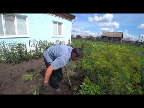 Видео: Старотимошкино Ульяновской области, 02.08.2022 г